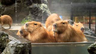 コメントをつけて動物画像を貼るトピ