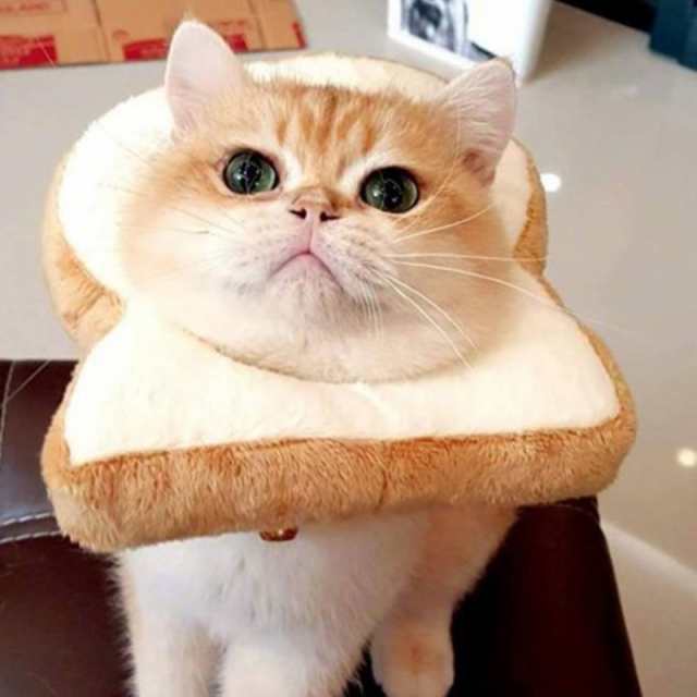 コメントをつけて動物画像を貼るトピ