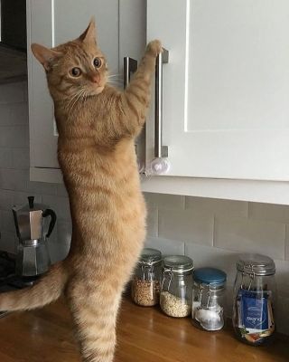 コメントをつけて動物画像を貼るトピ