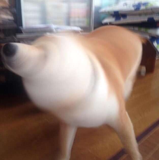 コメントをつけて動物画像を貼るトピ