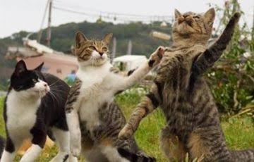 コメントをつけて動物画像を貼るトピ