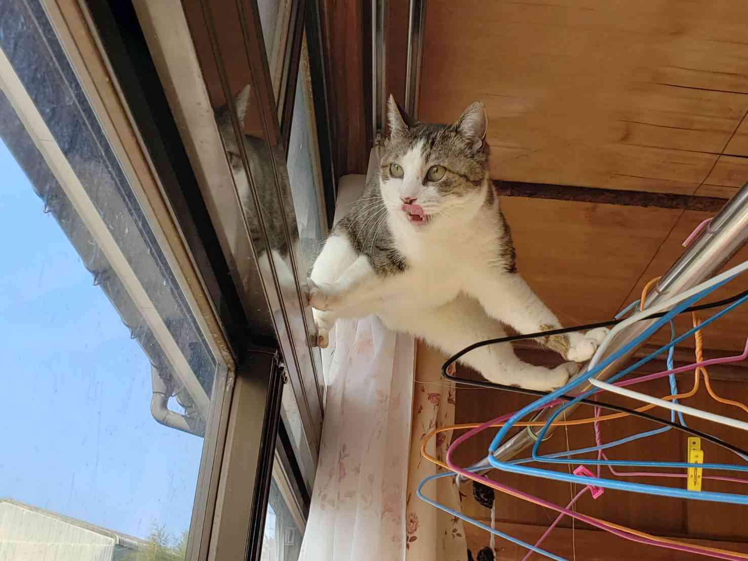 コメントをつけて動物画像を貼るトピ