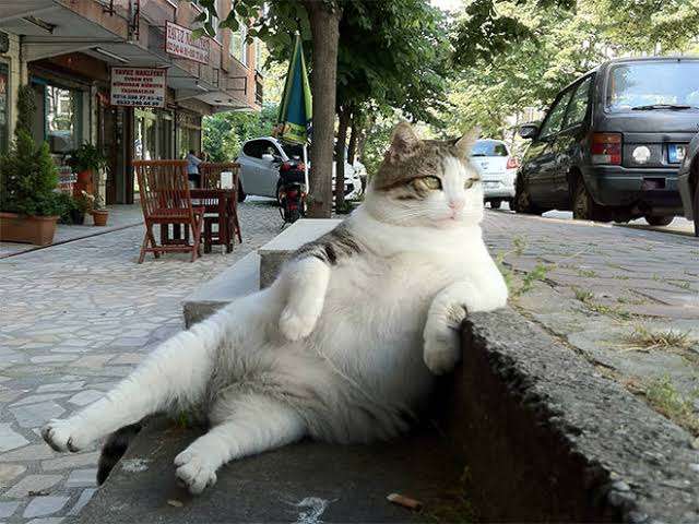 コメントをつけて動物画像を貼るトピ