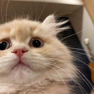 コメントをつけて動物画像を貼るトピ