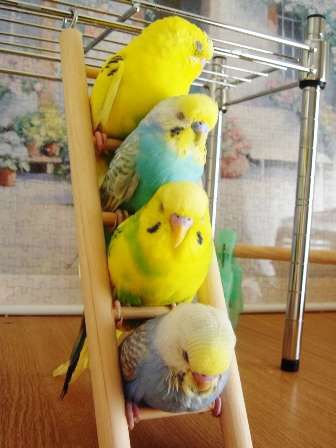 コメントをつけて動物画像を貼るトピ