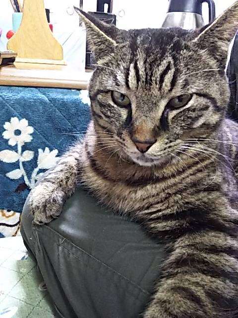 コメントをつけて動物画像を貼るトピ