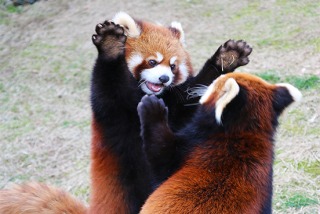 コメントをつけて動物画像を貼るトピ