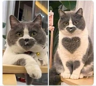 コメントをつけて動物画像を貼るトピ