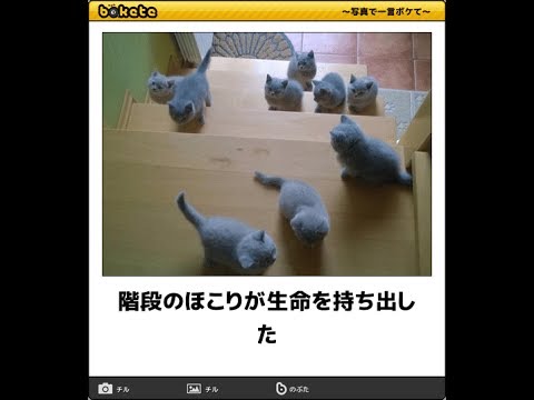 コメントをつけて動物画像を貼るトピ