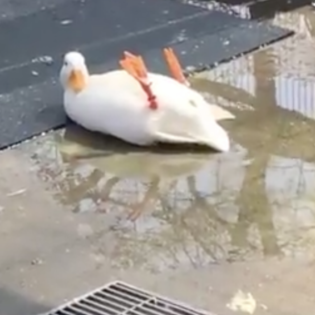 コメントをつけて動物画像を貼るトピ