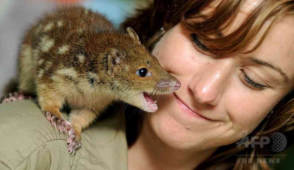 コメントをつけて動物画像を貼るトピ