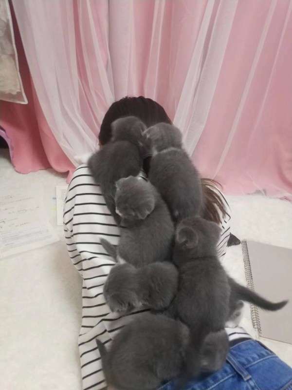 コメントをつけて動物画像を貼るトピ