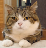 フリーハンドで丸を描くだけのトピ