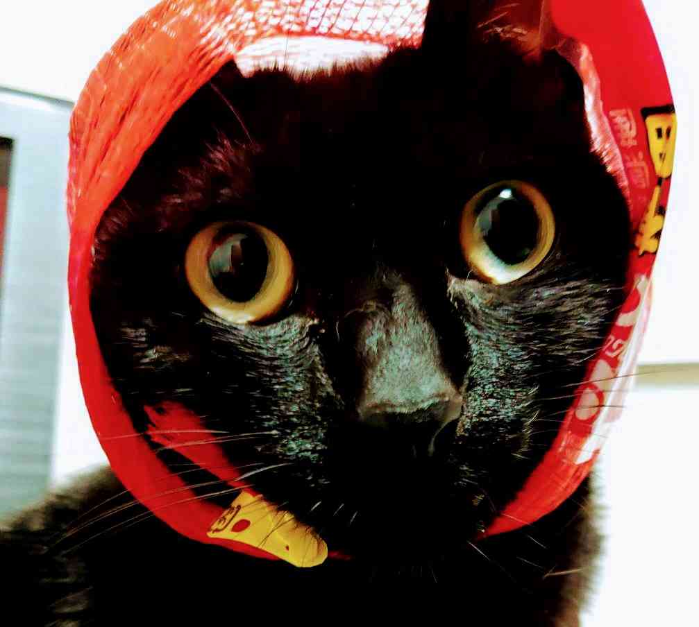 まん丸な目の動物たち
