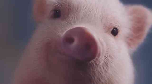 まん丸な目の動物たち