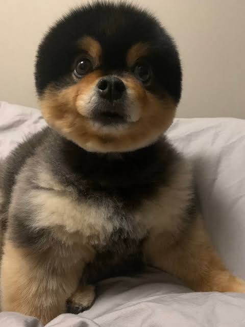 まん丸な目の動物たち
