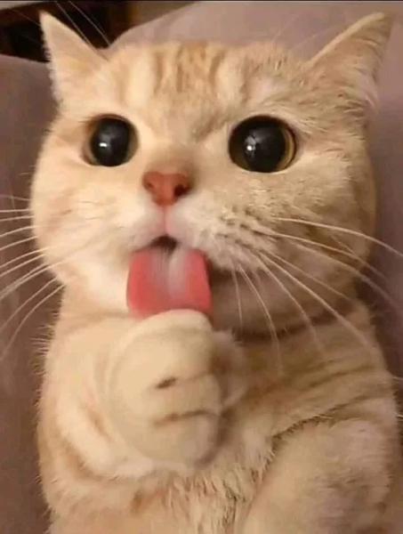 まん丸な目の動物たち