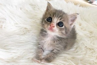 まん丸な目の動物たち