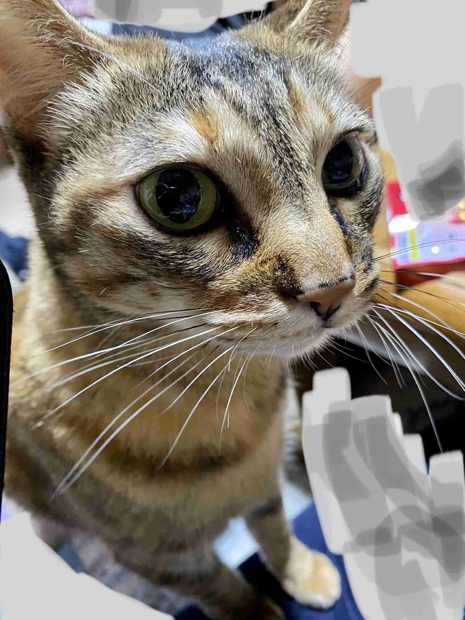 まん丸な目の動物たち
