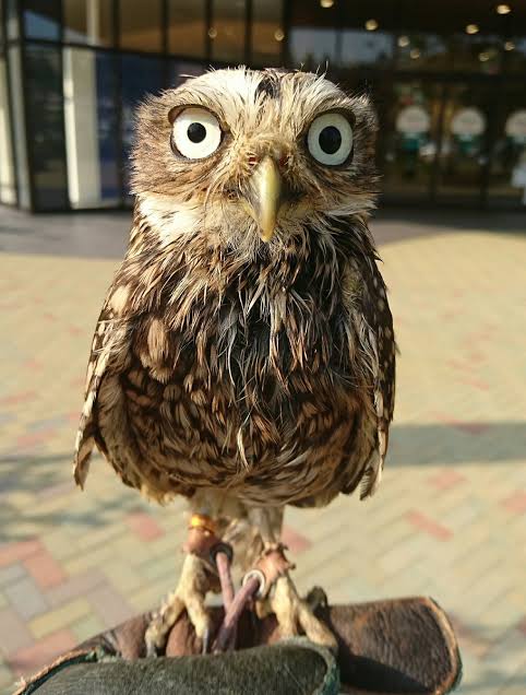 まん丸な目の動物たち