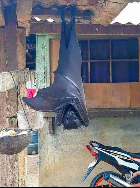まん丸な目の動物たち