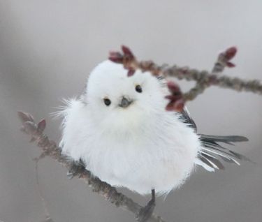 まん丸な目の動物たち
