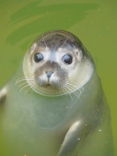 まん丸な目の動物たち