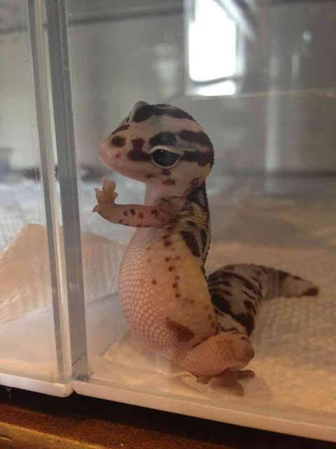 まん丸な目の動物たち