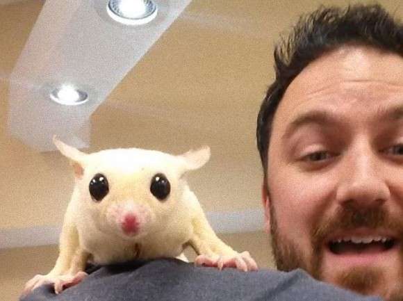 まん丸な目の動物たち