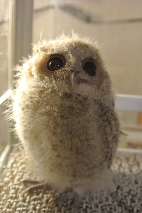 まん丸な目の動物たち