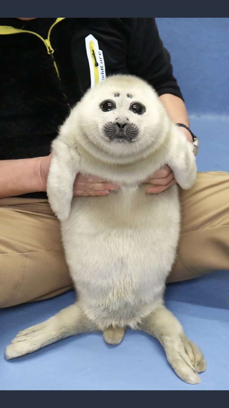 まん丸な目の動物たち