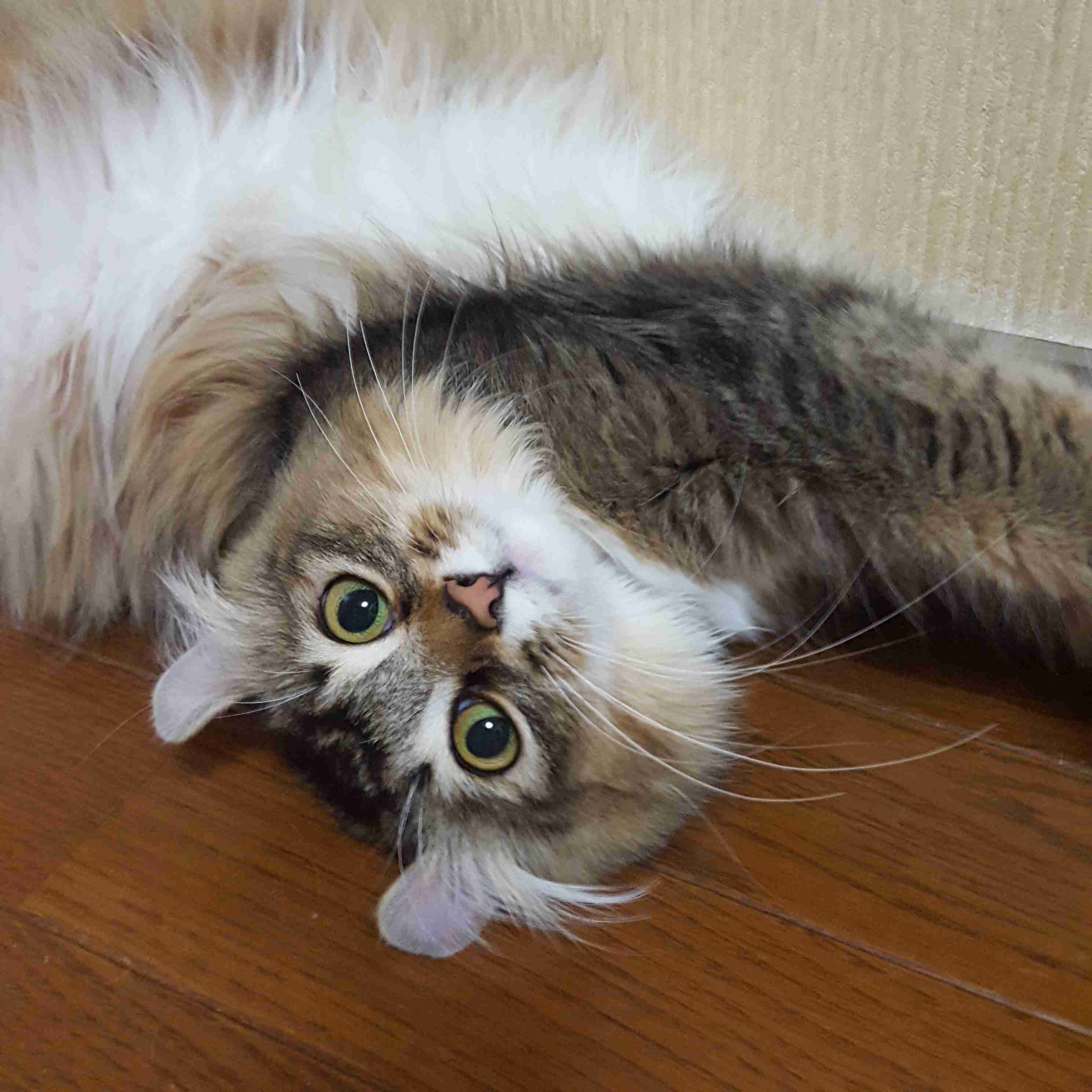 まん丸な目の動物たち