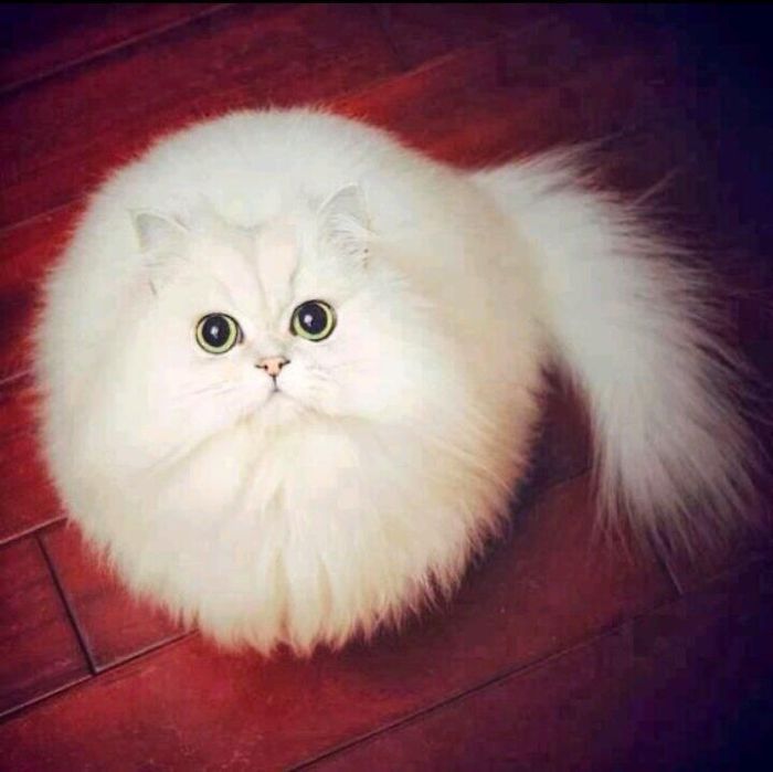 まん丸な目の動物たち