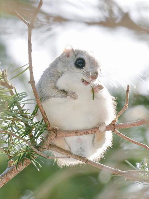 まん丸な目の動物たち