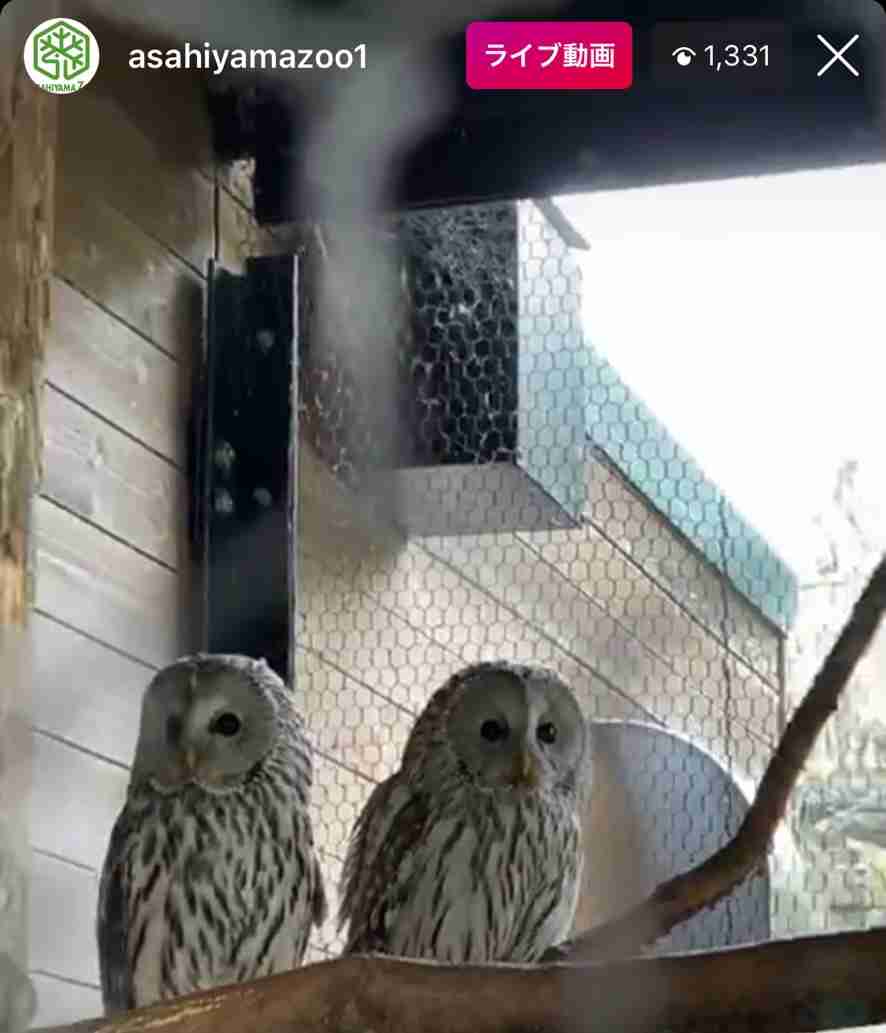 まん丸な目の動物たち