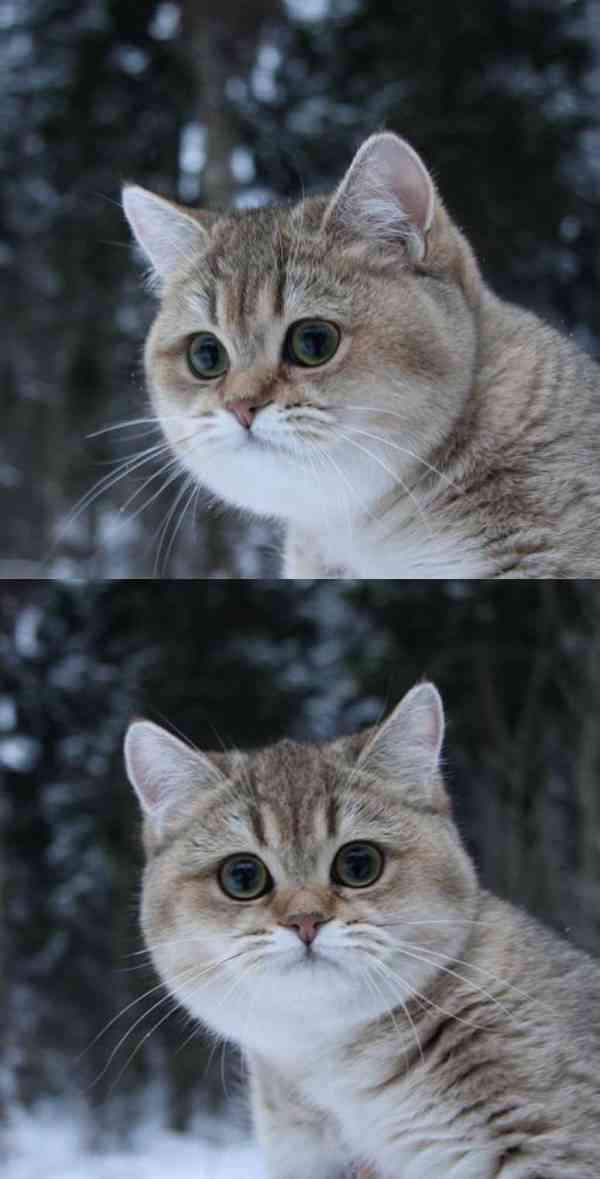 まん丸な目の動物たち