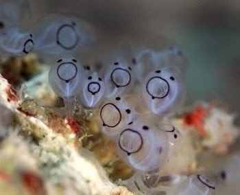 まん丸な目の動物たち