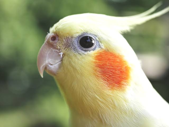 まん丸な目の動物たち