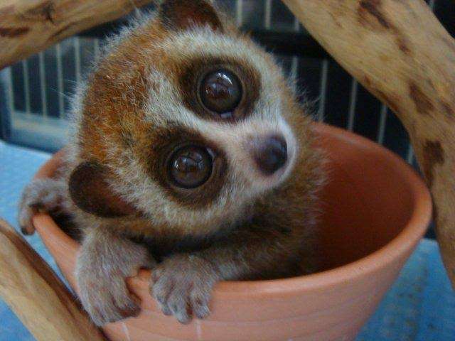 まん丸な目の動物たち