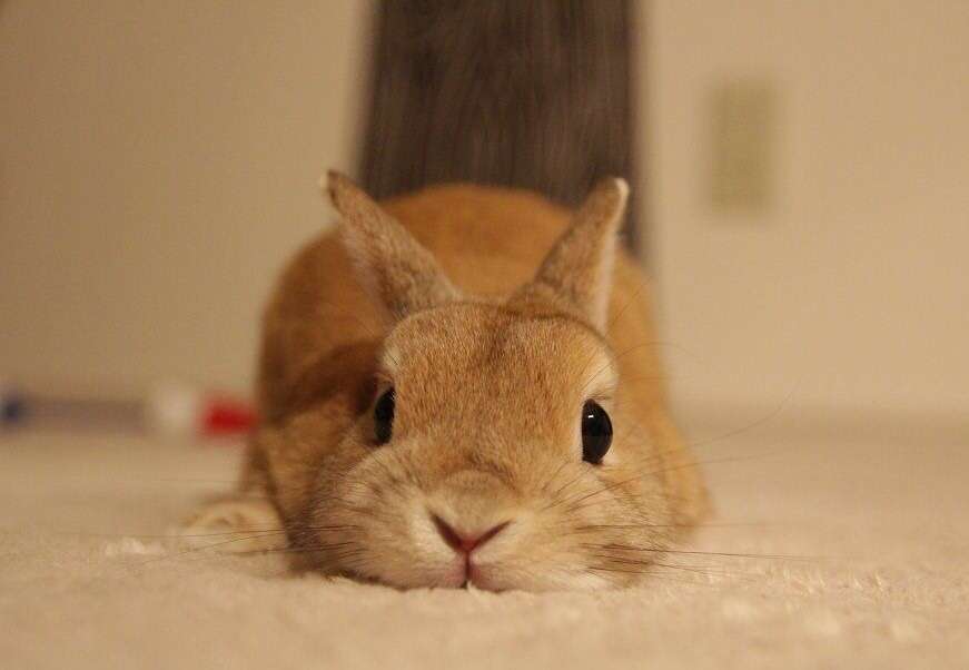 まん丸な目の動物たち