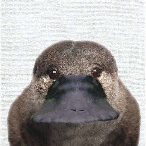 まん丸な目の動物たち