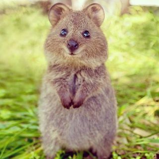 まん丸な目の動物たち
