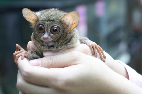 まん丸な目の動物たち