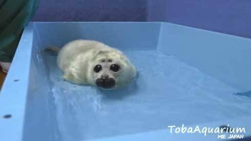 まん丸な目の動物たち