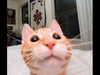 まん丸な目の動物たち