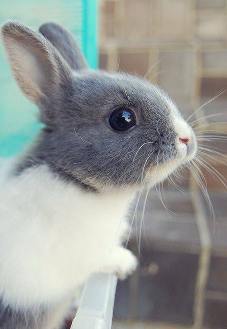 まん丸な目の動物たち