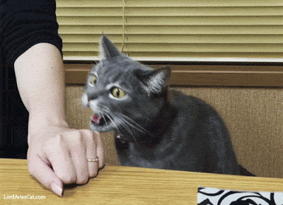 まん丸な目の動物たち