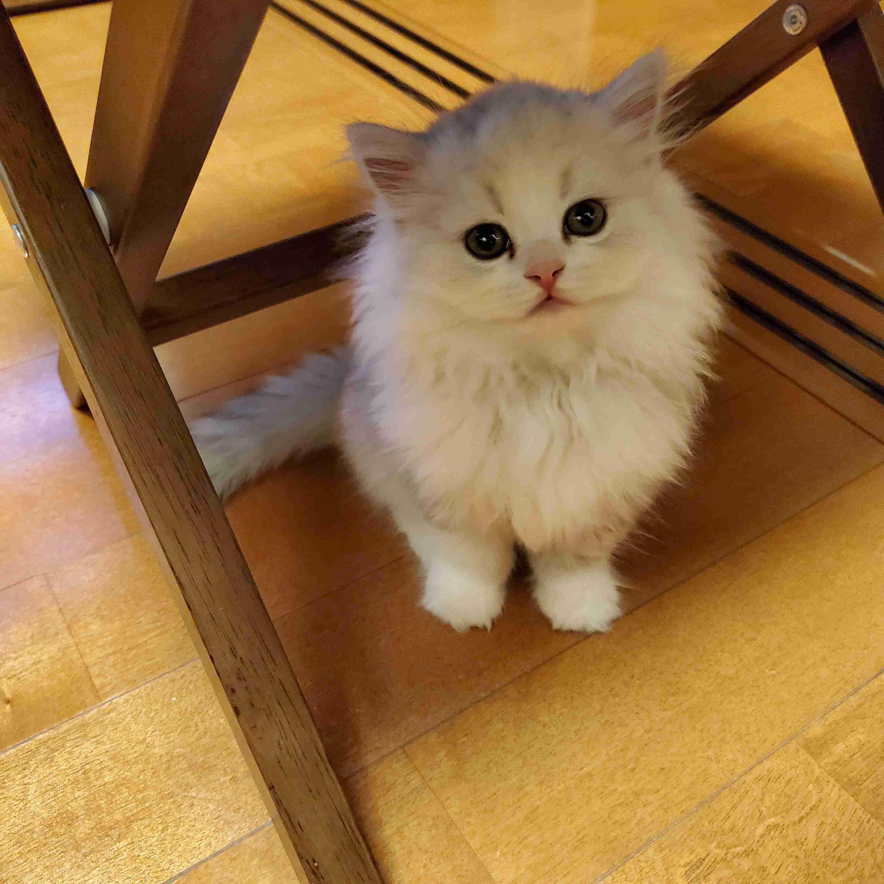 まん丸な目の動物たち