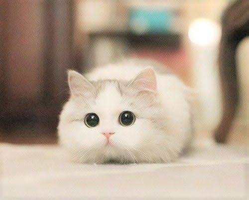 まん丸な目の動物たち