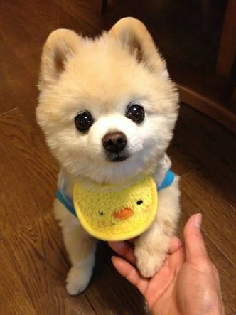 まん丸な目の動物たち